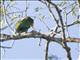 White-fronted Parrot (Amazona albifrons)