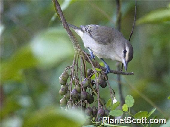 Yucatan Vireo (Vireo magister)