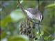 Yucatan Vireo (Vireo magister)