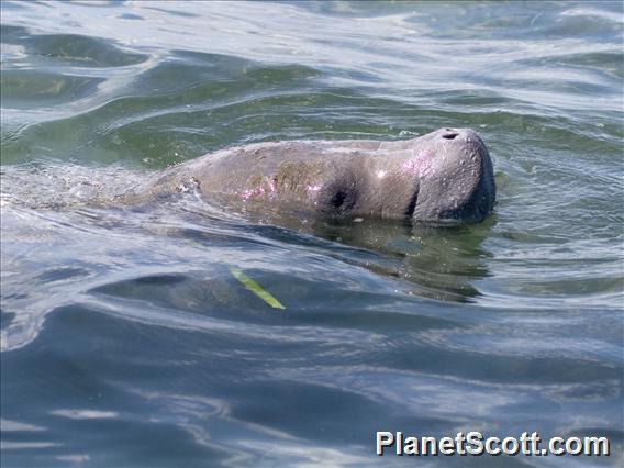 West Indian manatee (Trichechus manatus)