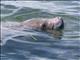 West Indian manatee (Trichechus manatus)