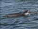 bottlenosed dolphin (Tursiops truncatus)