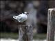 Sandwich Tern (Sterna sandvicensis)