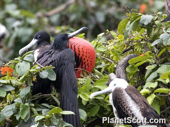 Magnificent Frigatebird (Fregata magnificens)