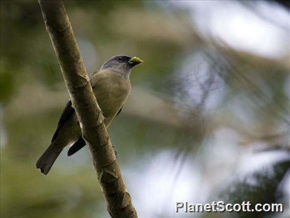 Yellow-winged Tanager (Thraupis abbas)