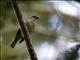 Yellow-winged Tanager (Thraupis abbas)