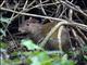 Central American Agouti (Dasyprocta punctata)