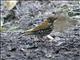 Wood Thrush (Catharus mustelinus)