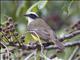 Social Flycatcher (Myiozetetes similis)