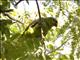 Red-lored Parrot (Amazona autumnalis)