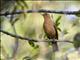 Clay-colored Thrush (Turdus grayi)