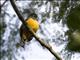 Violaceous Trogon (Trogon violaceus) - Female