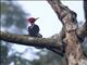 Pale-billed Woodpecker (Campephilus guatemalensis)