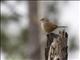 Rusty Sparrow (Aimophila rufescens)