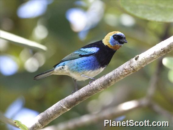 Golden-hooded Tanager (Stilpnia larvata)