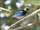 Golden-hooded Tanager (Tangara larvata)