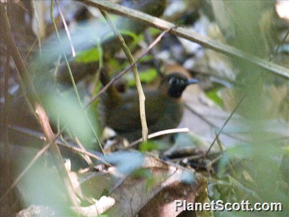 Mayan Antthrush (Formicarius moniliger)