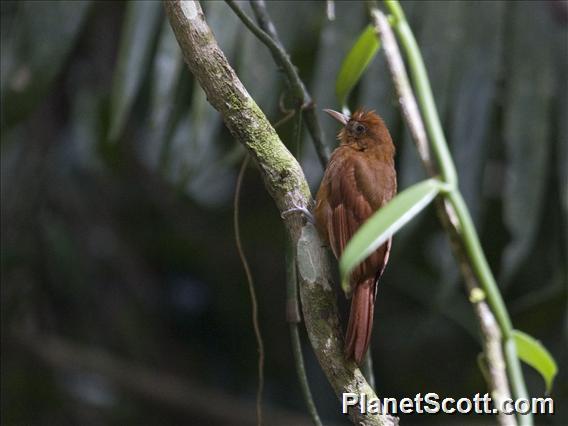 Ruddy Woodcreeper (Dendrocincla homochroa)