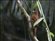 Ruddy Woodcreeper (Dendrocincla homochroa)