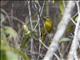 Hepatic Tanager (Piranga flava)