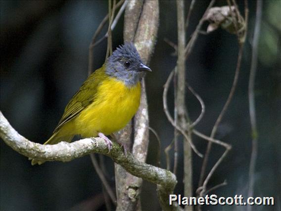 Gray-headed Tanager (Eucometis penicillata)