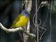 Grey-headed Tanager (Eucometis penicillata)