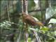 Red-throated Ant-Tanager (Habia fuscicauda) - Female