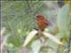 Hepatic Tanager (Piranga flava) - Male