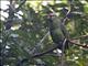 Red-lored Parrot (Amazona autumnalis)