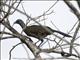 Plain Chachalaca (Ortalis vetula)