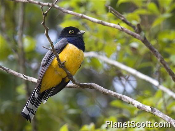 Gartered Trogon (Trogon caligatus)