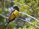 Violaceous Trogon (Trogon violaceus) - Male