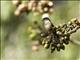 White-collared Seedeater (Sporophila torqueola) - Male