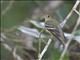 Yellow-bellied Flycatcher (Empidonax flaviventris)