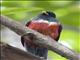 Collared Trogon (Trogon collaris) - Male