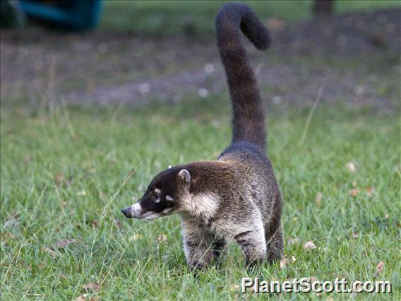 White-nosed Coati (Nasua narica)