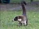 White-nosed Coati (Nasua narica)