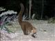 White-nosed Coati (Nasua narica)