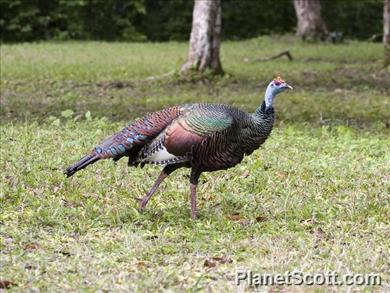 Ocellated Turkey (Meleagris ocellata)