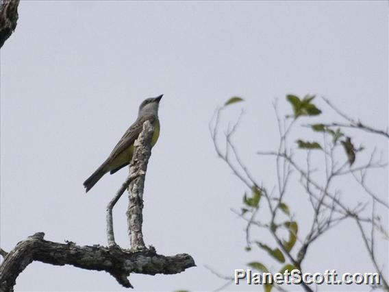 Couch's Kingbird (Tyrannus couchii)