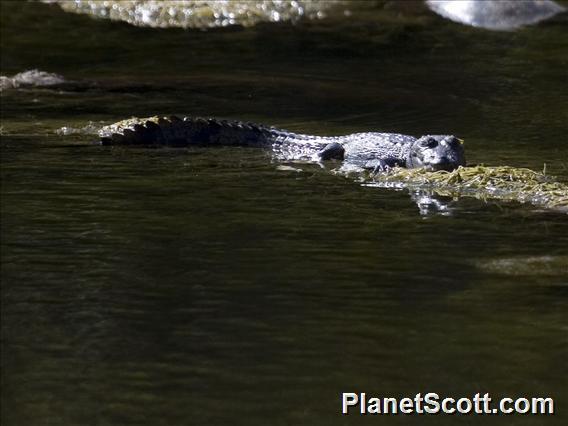 Morelet's Crocodile (Crocodylus moreletii)