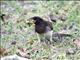 Brown Jay (Psilorhinus morio)