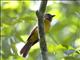 Black-throated Shrike-Tanager (Lanio aurantius) - Female