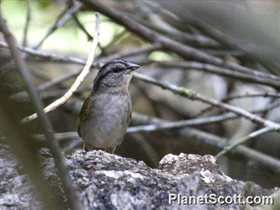 Green-backed Sparrow (Arremonops chloronotus)