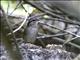 Green-backed Sparrow (Arremonops chloronotus)