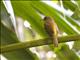 Bright-rumped Attila (Attila spadiceus)