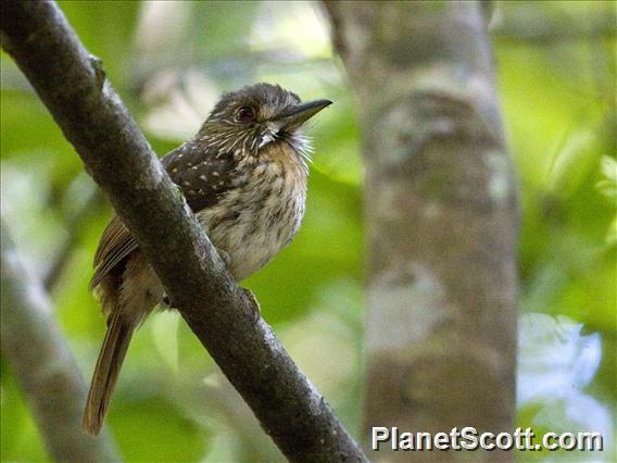 White-whiskered Puffbird (Malacoptila panamensis)