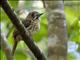 White-whiskered Puffbird (Malacoptila panamensis) - Female