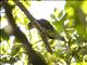 White-crowned Parrot (Pionus senilis)