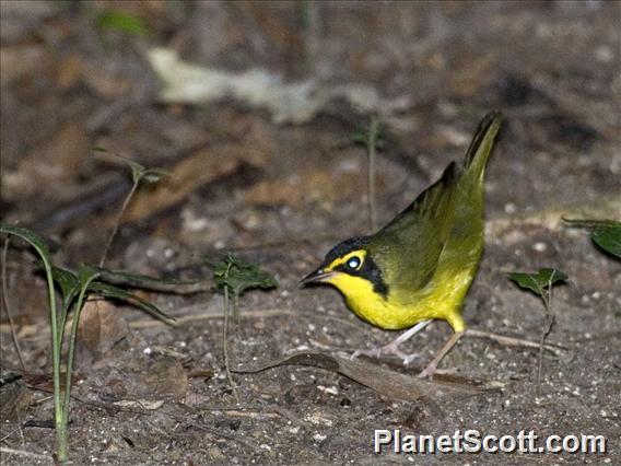 Kentucky Warbler (Geothlypis formosa)